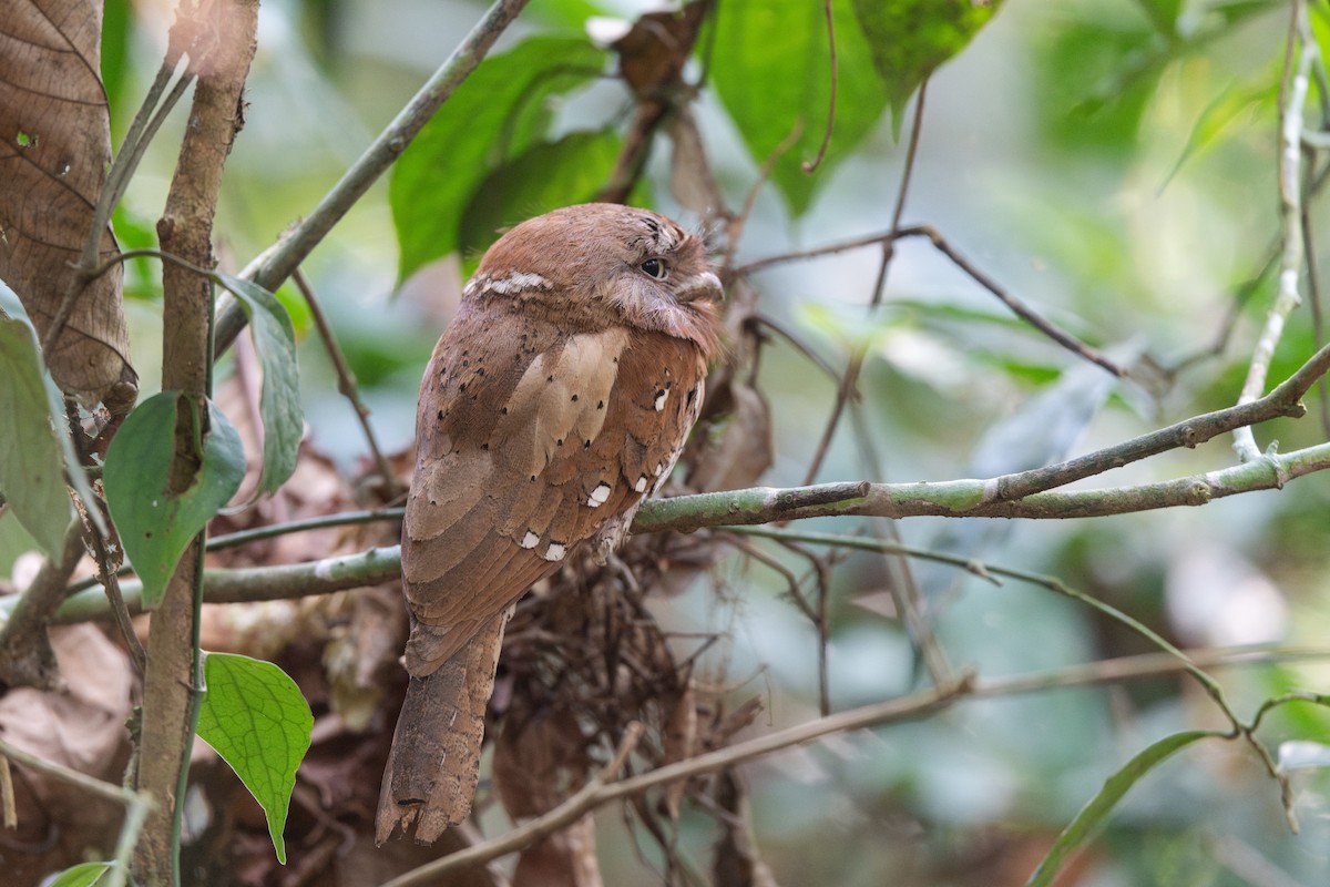 Sri Lanka Frogmouth - ML652248283