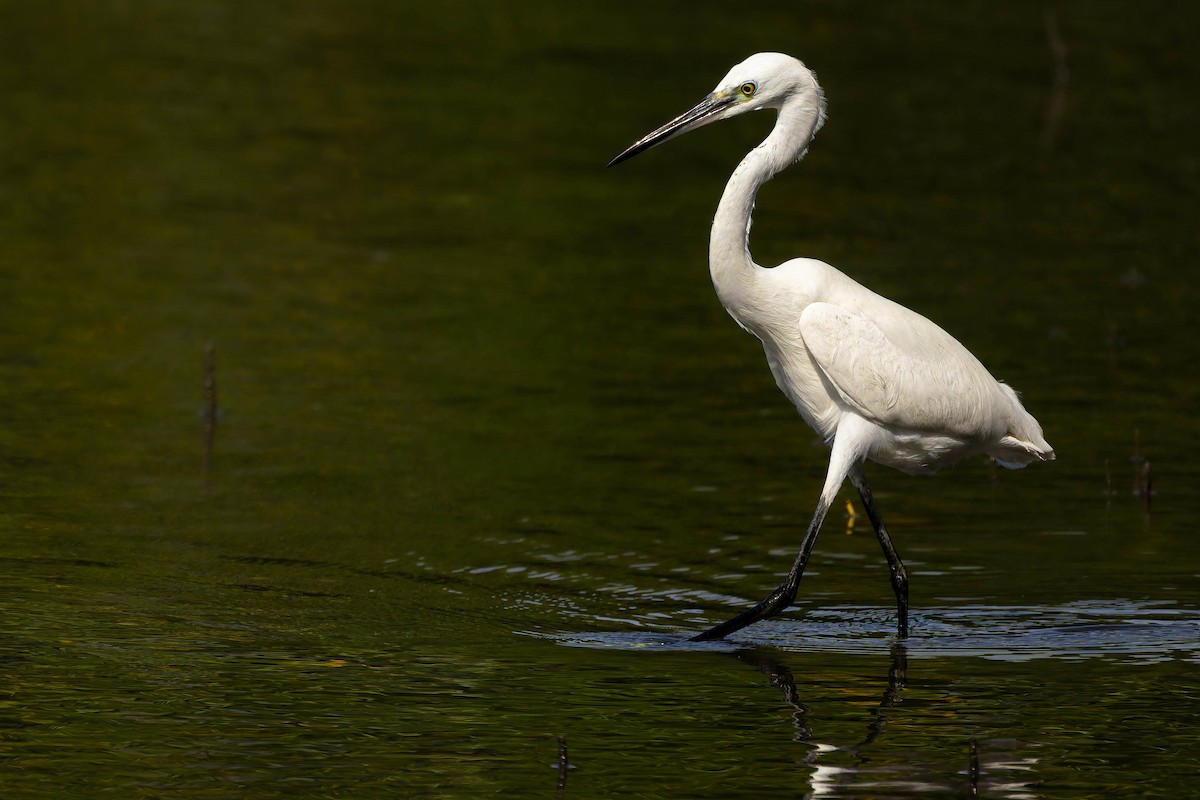 Koartzatxo txikia - ML652248326