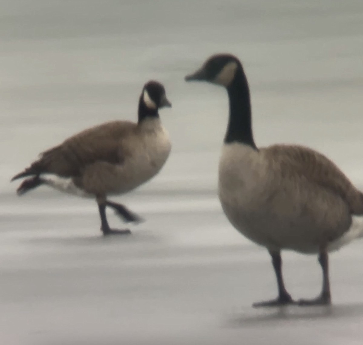 Cackling Goose - ML652248609