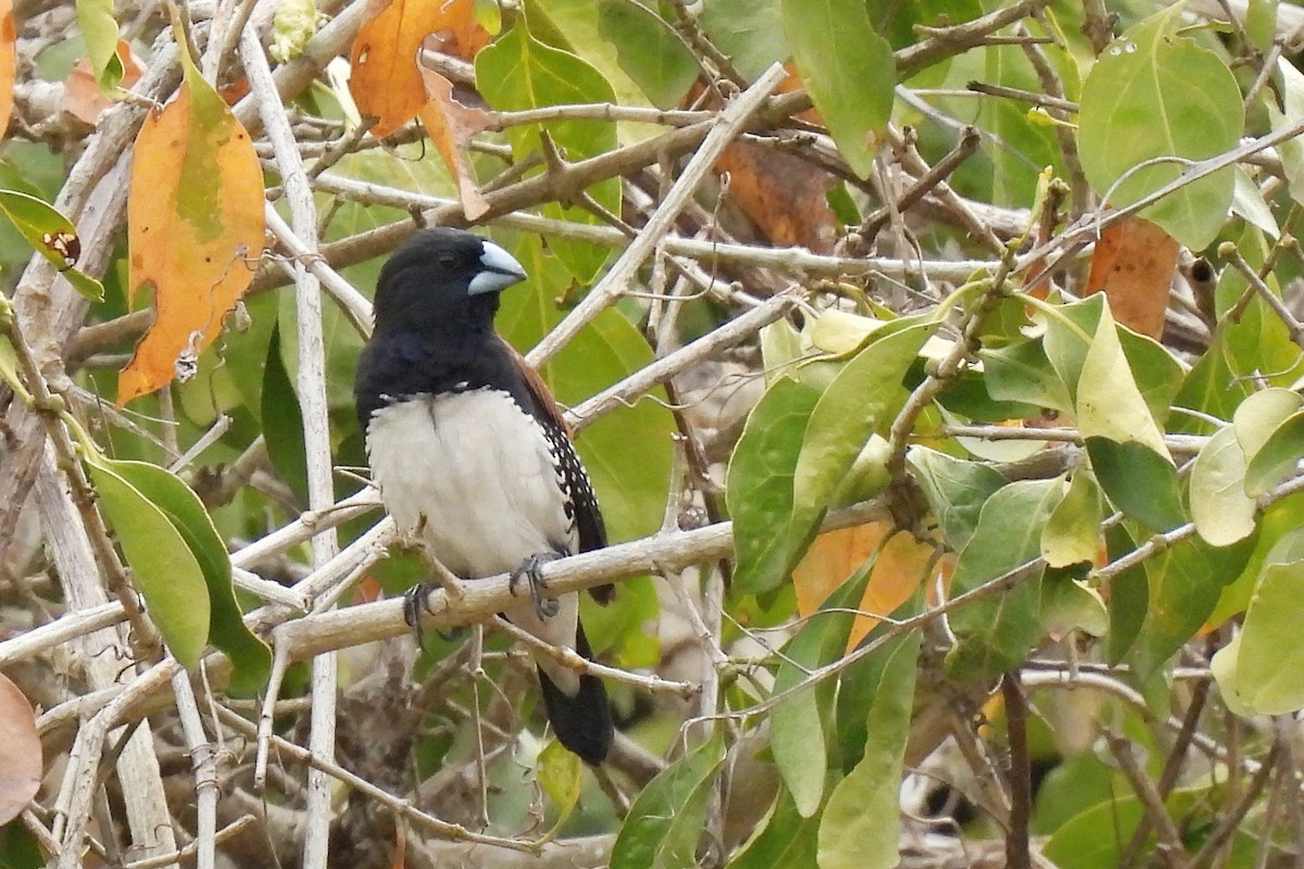 Black-and-white Mannikin - ML652248779