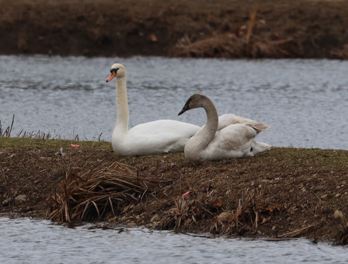 Лебедь-трубач - ML652248800