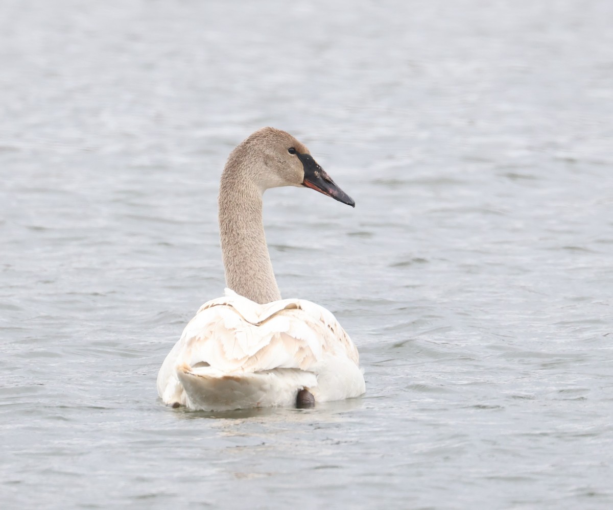 Лебедь-трубач - ML652248811