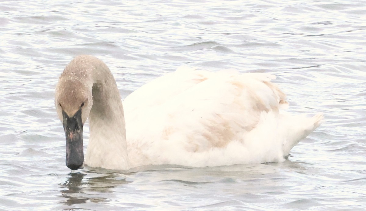 Лебедь-трубач - ML652248821