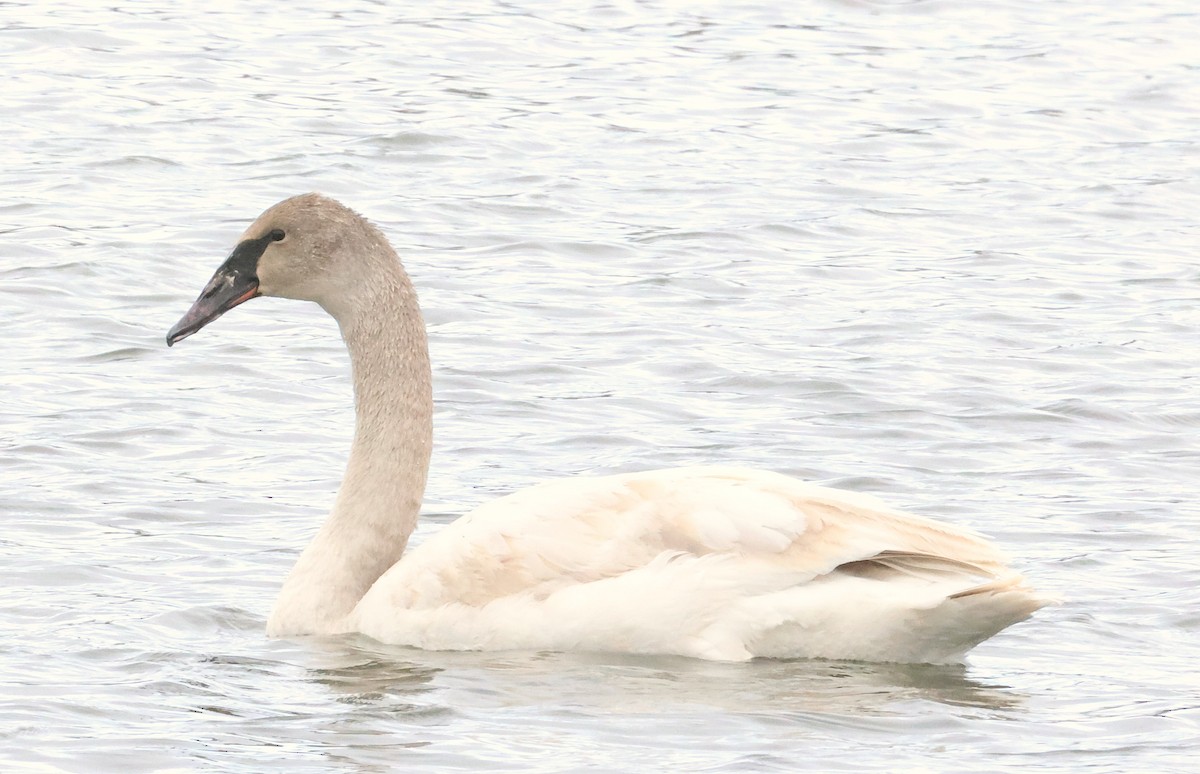 Лебедь-трубач - ML652248822