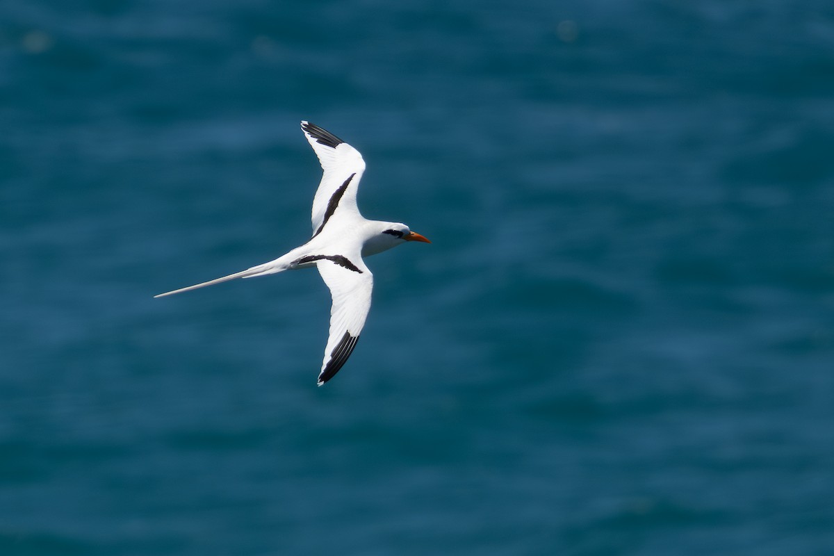 White-tailed Tropicbird - ML652248919