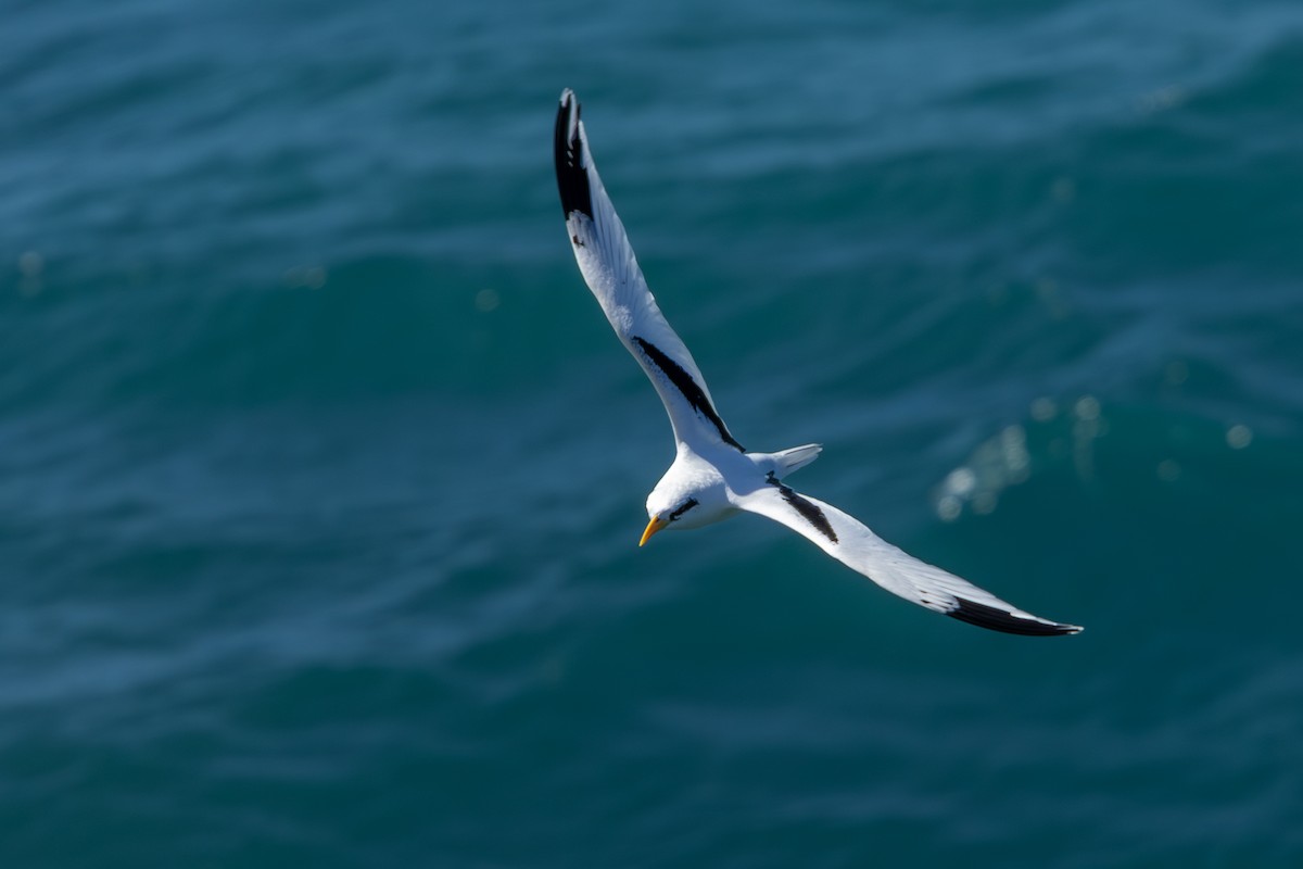 White-tailed Tropicbird - ML652248924
