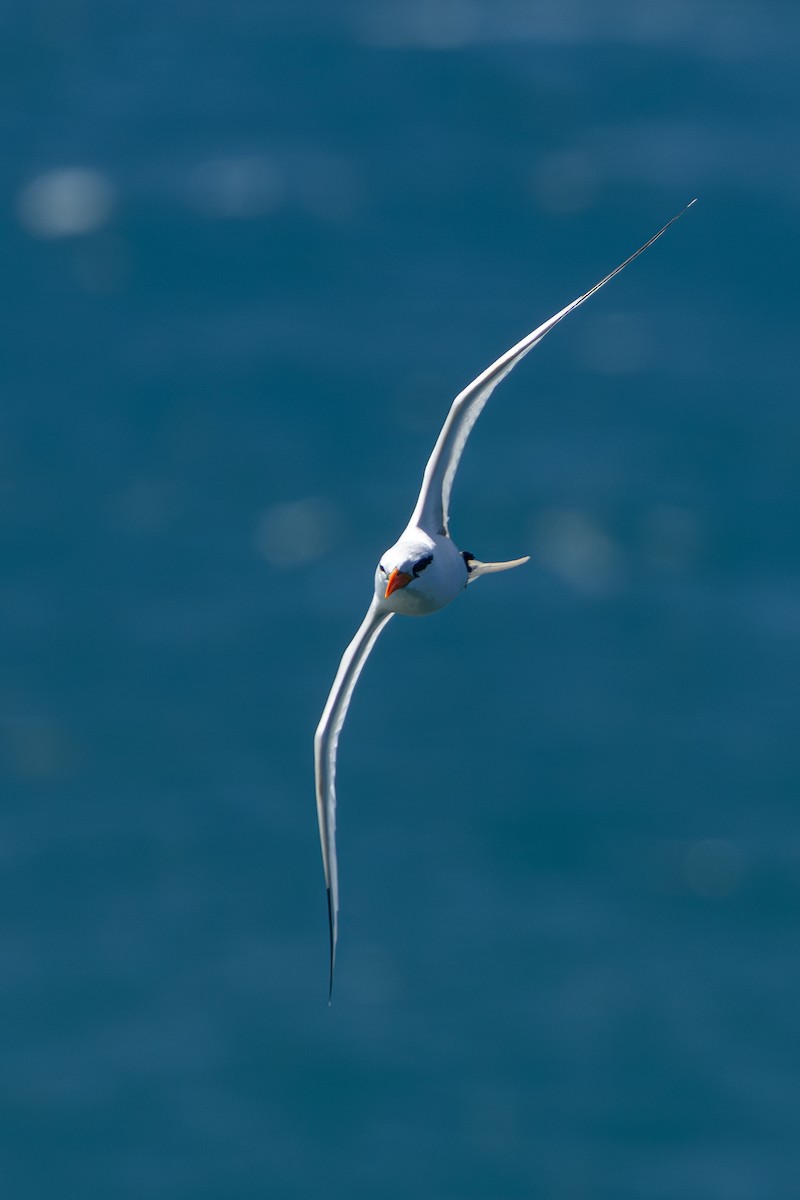White-tailed Tropicbird - ML652248925