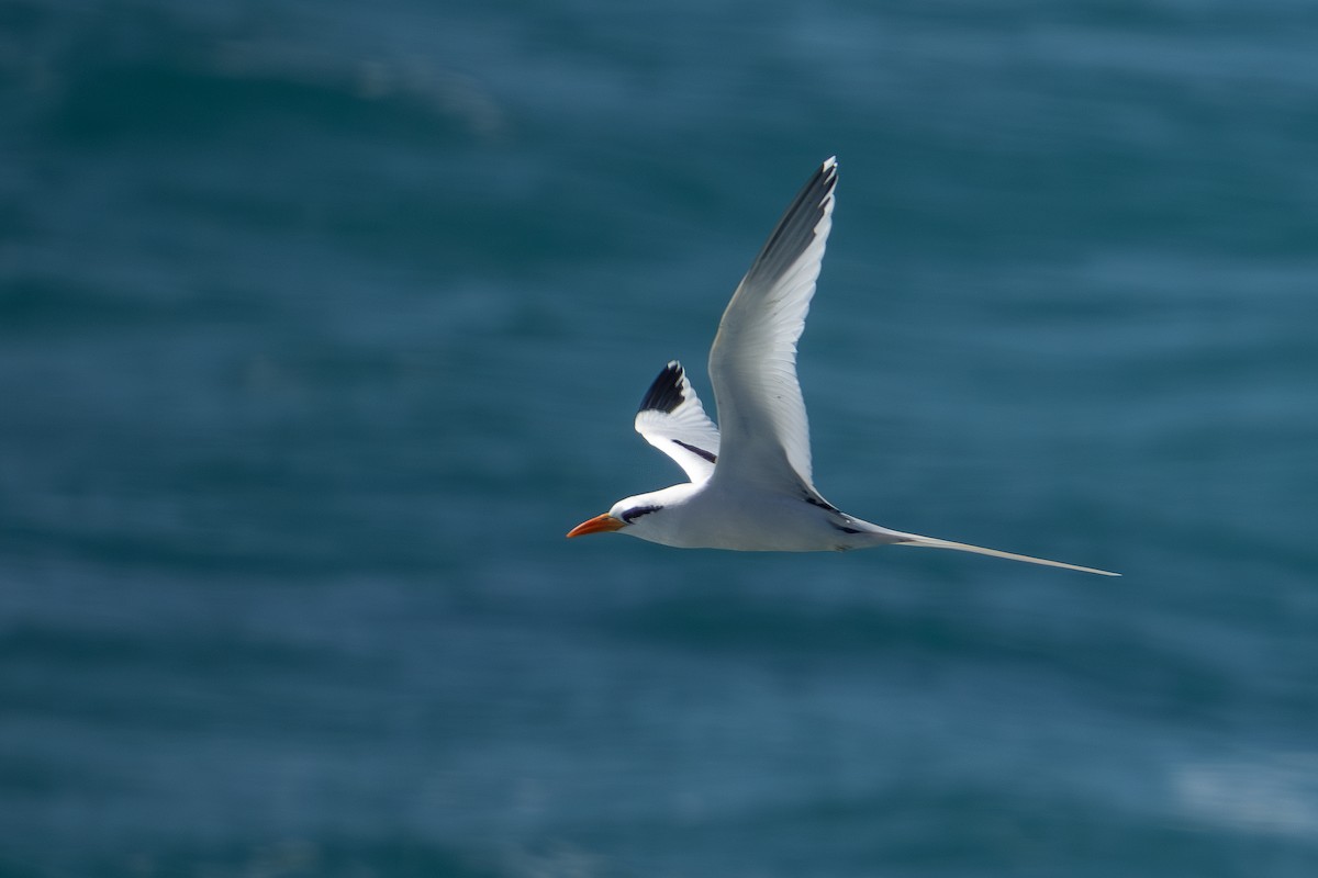 White-tailed Tropicbird - ML652248939