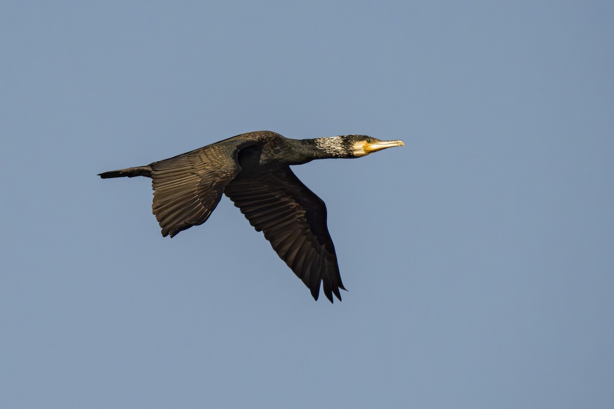 Great Cormorant - ML652249086