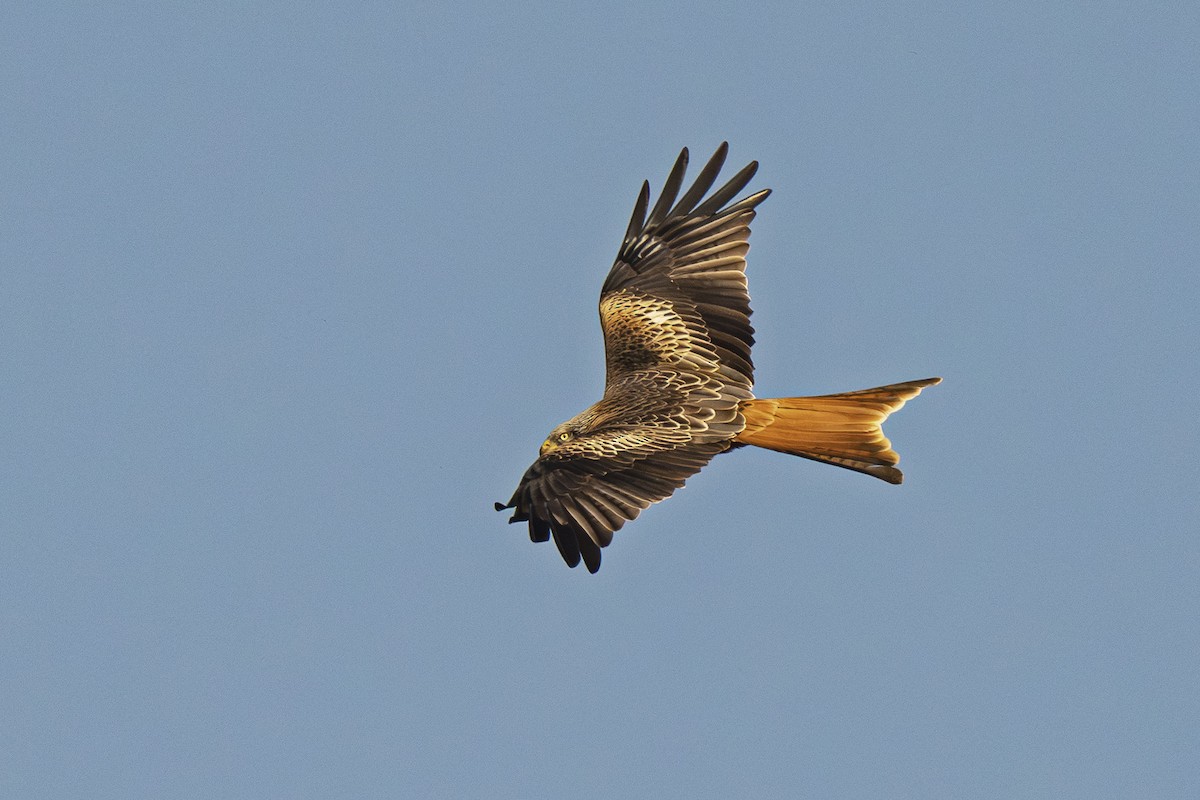 Red Kite - ML652249089