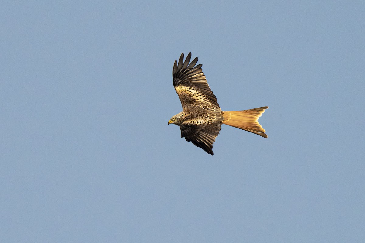 Red Kite - ML652249090