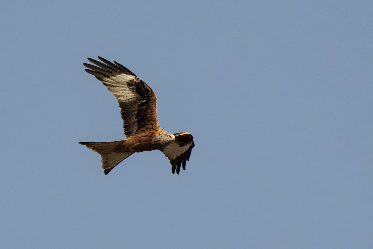 Red Kite - ML652249091