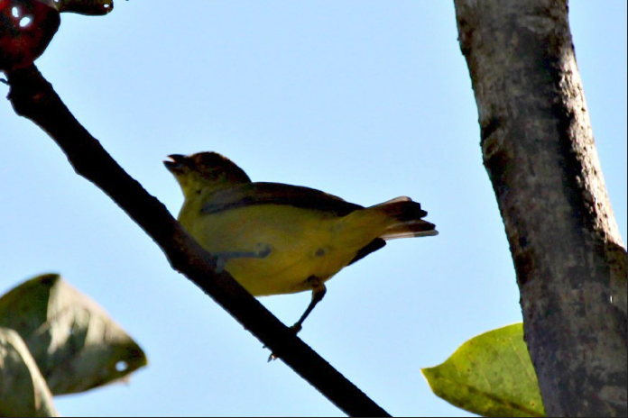 Thick-billed Euphonia - ML652249165