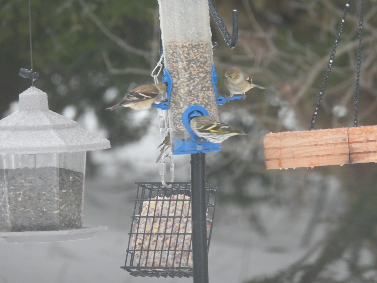 Jilguero de Los Pinos - ML652249412