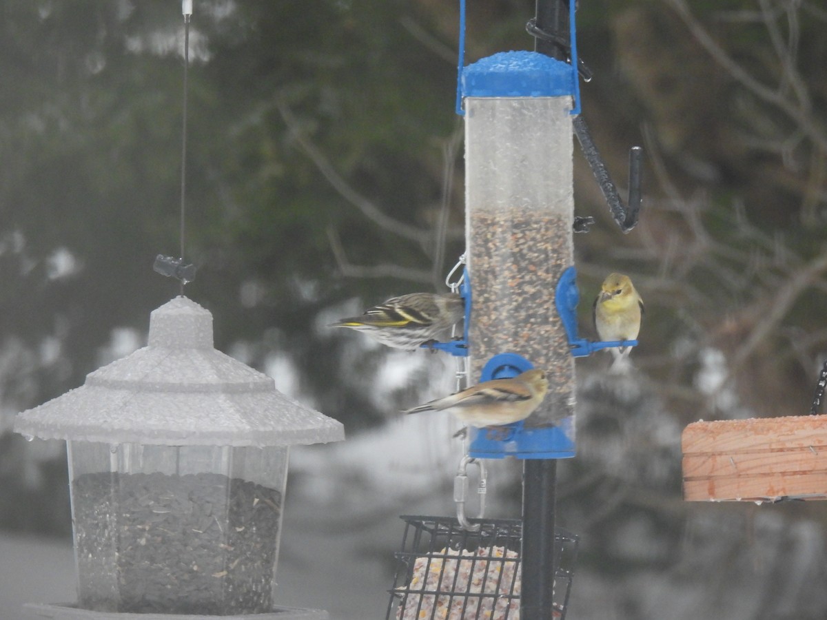 Jilguero de Los Pinos - ML652249413