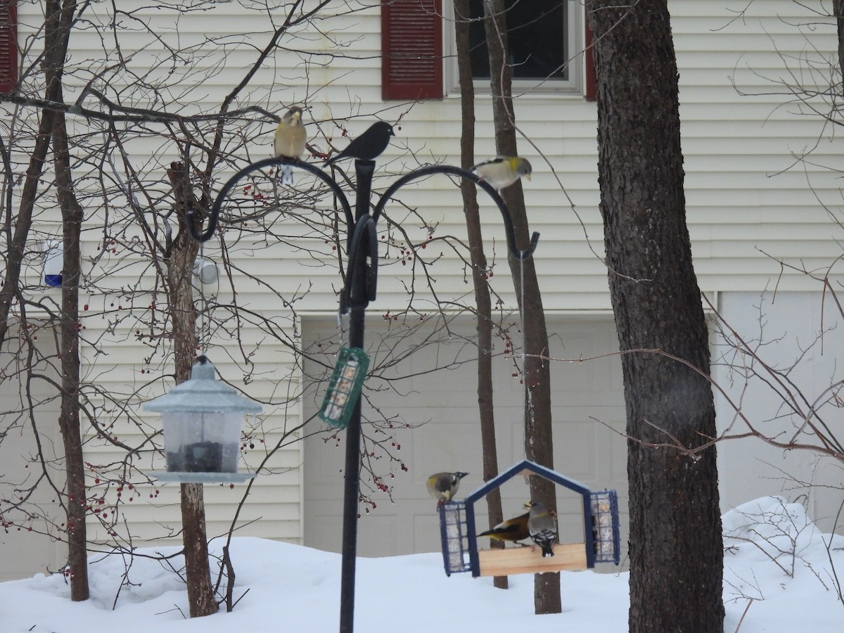 Jilguero de Los Pinos - ML652249414