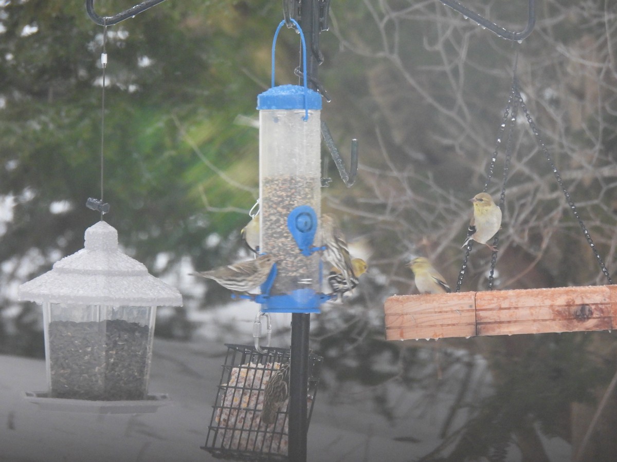 Jilguero de Los Pinos - ML652249416