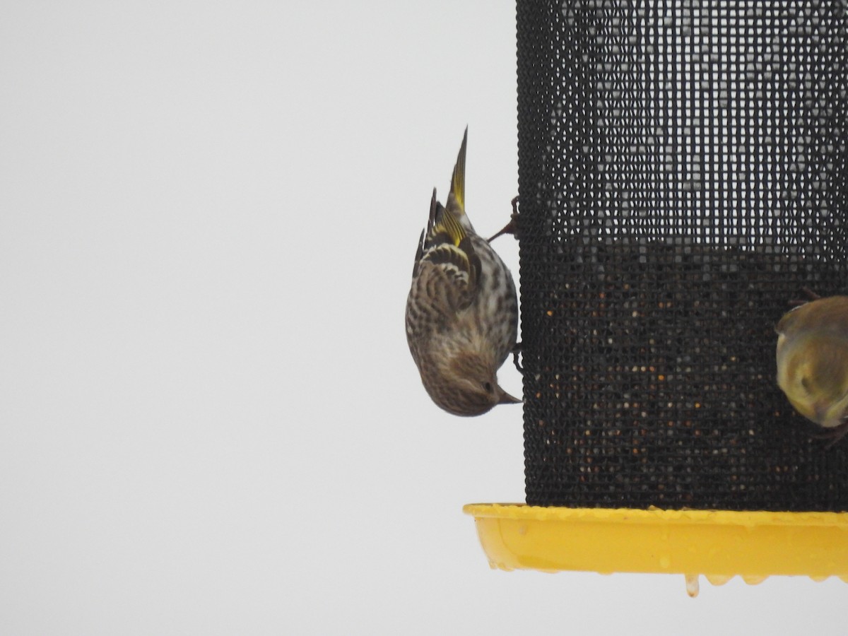 Jilguero de Los Pinos - ML652249418