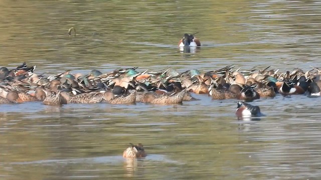 lžičák pestrý - ML652249536