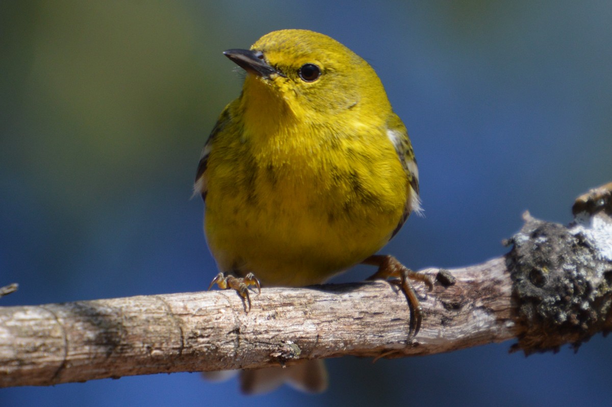 マツアメリカムシクイ - ML652249666