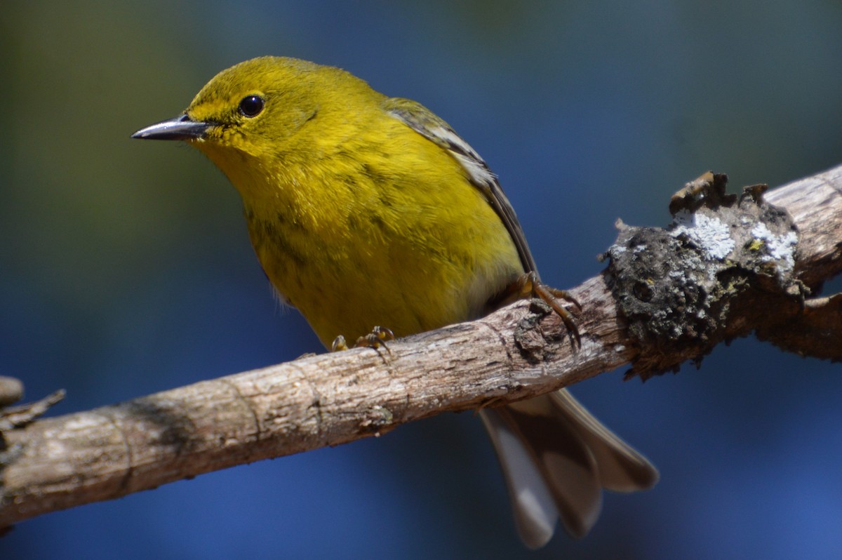 マツアメリカムシクイ - ML652249667