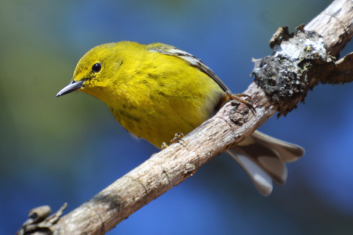 マツアメリカムシクイ - ML652249668