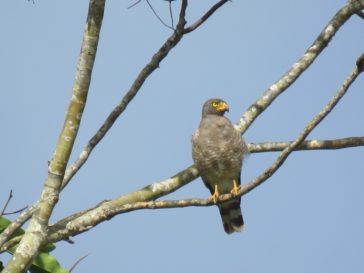 Roadside Hawk - ML65224981