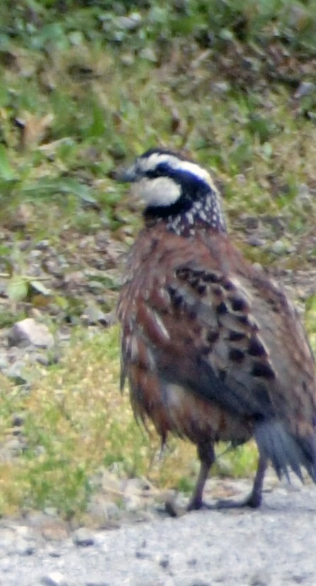 Kolin virginiarra - ML652249979