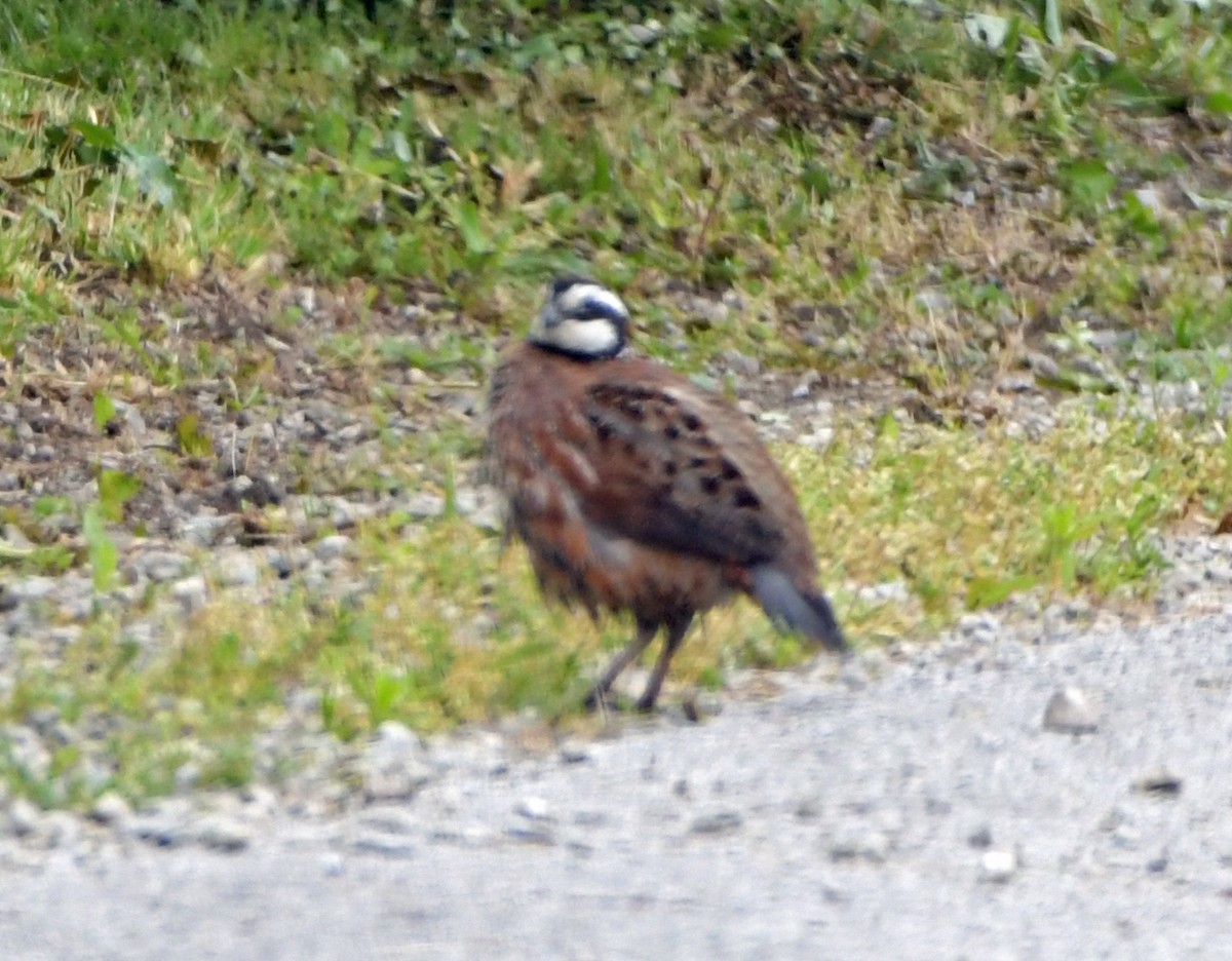 Kolin virginiarra - ML652249980