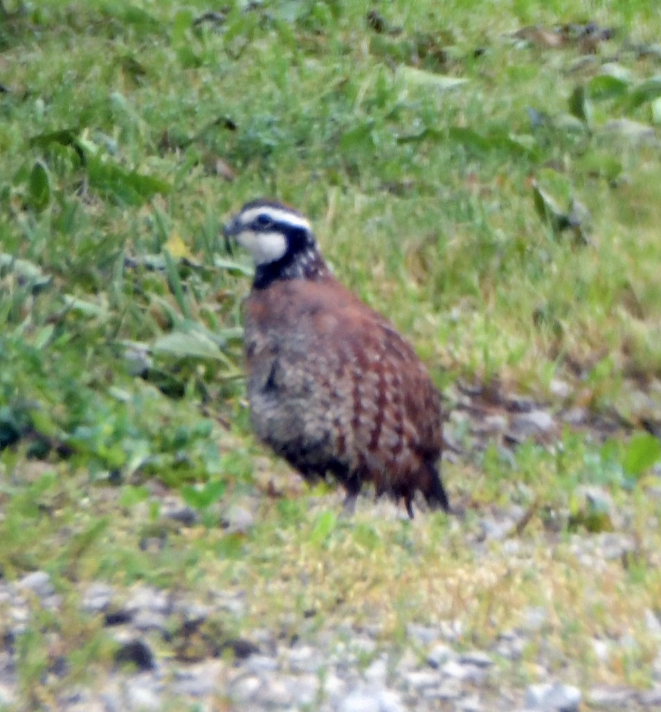 Kolin virginiarra - ML652249981