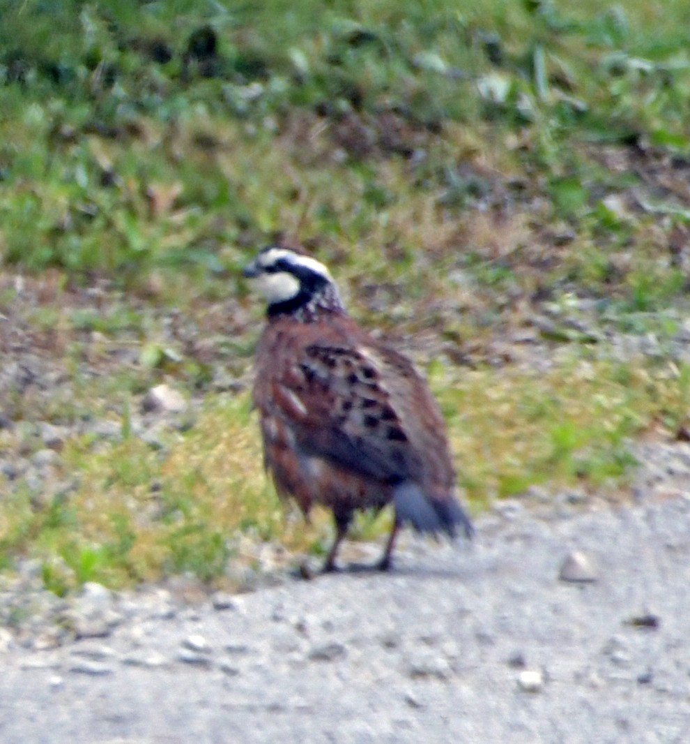 Kolin virginiarra - ML652249982