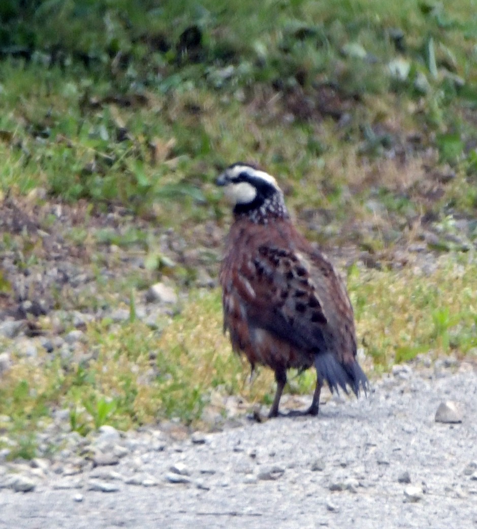 Kolin virginiarra - ML652249983