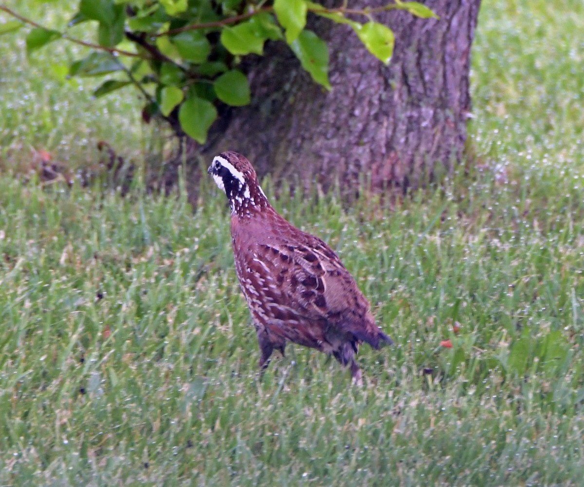 Kolin virginiarra - ML652249984