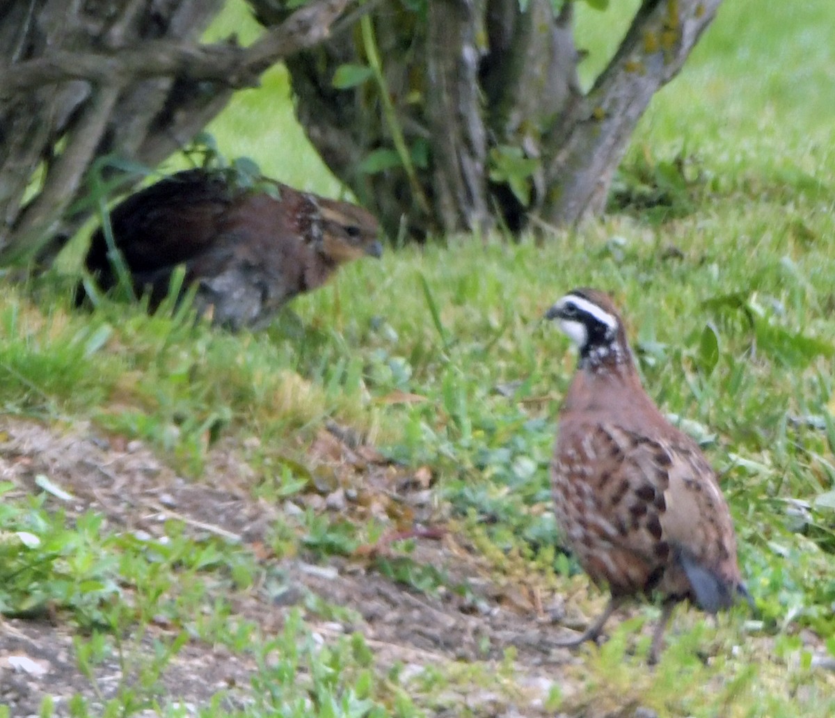 Kolin virginiarra - ML652249985