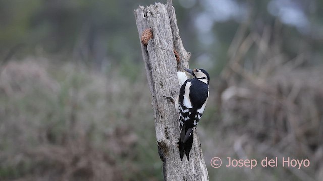 Pico Picapinos - ML652249996