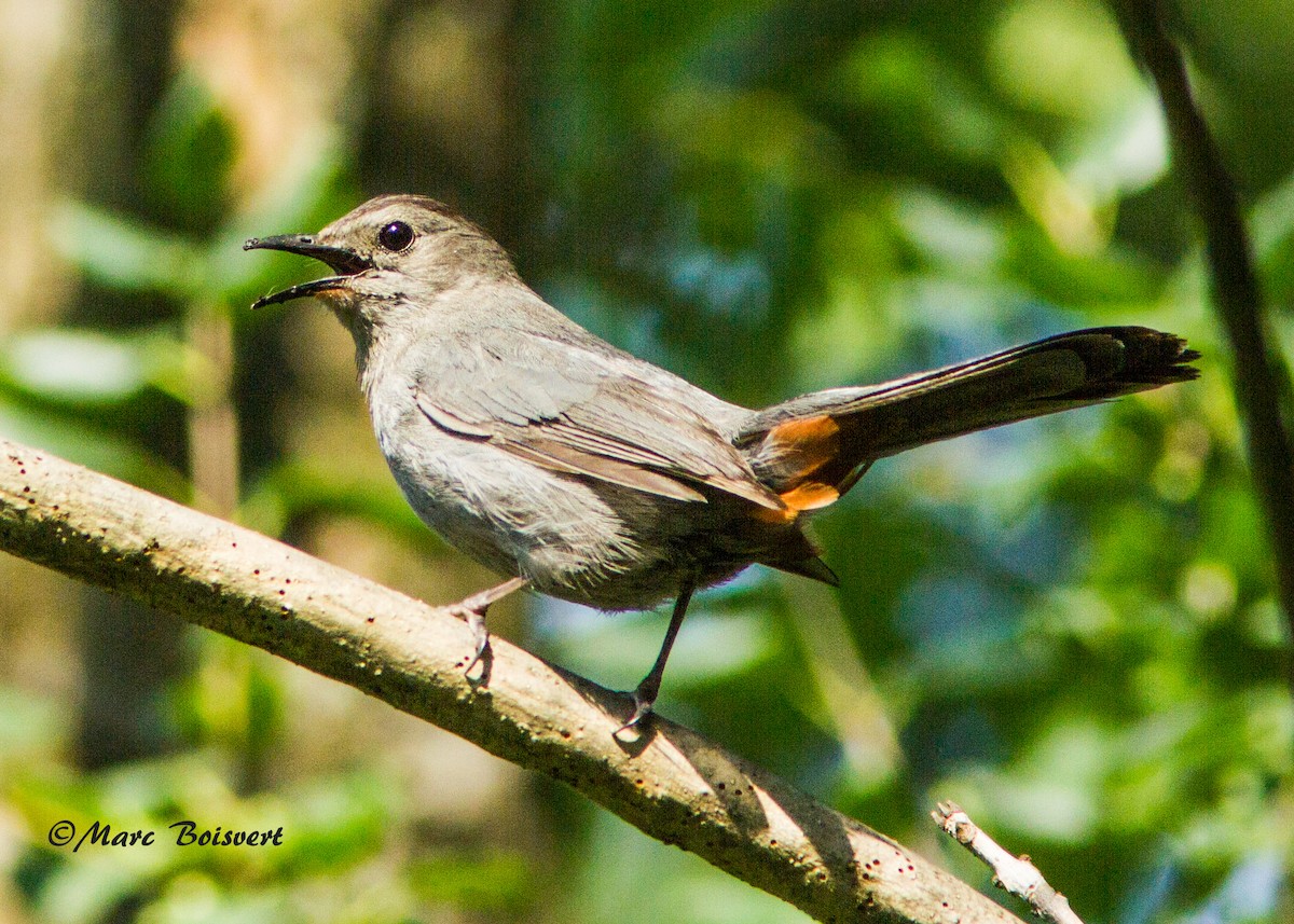 Gray Catbird - Marc Boisvert