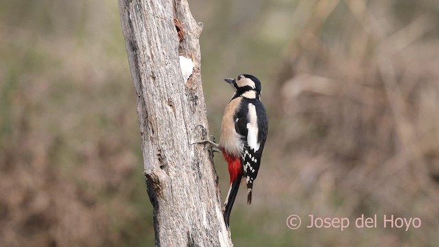 Pico Picapinos - ML652250190