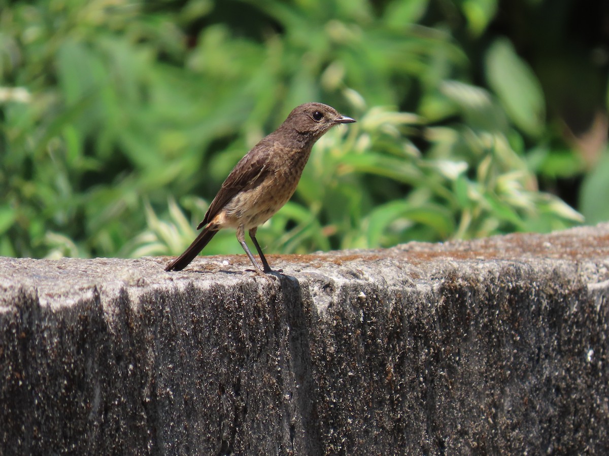 Pied Bushchat - ML652250244