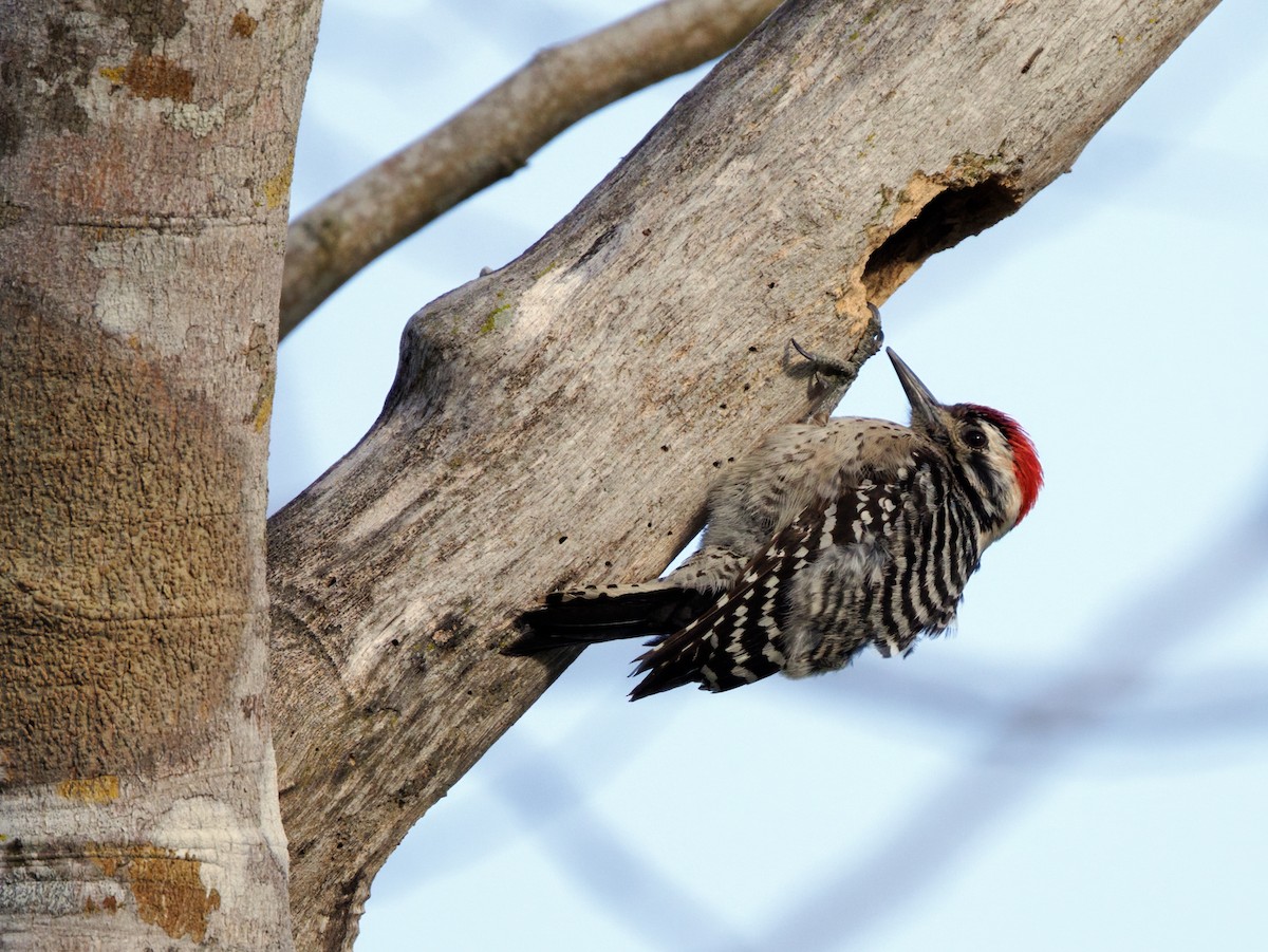 Ladder-backed Woodpecker - ML652250249