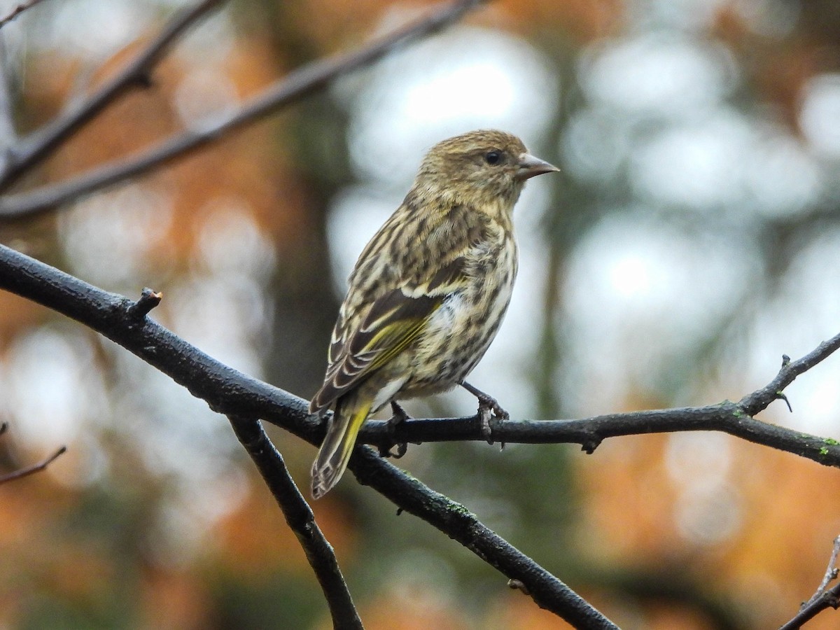 Jilguero de Los Pinos - ML652250283