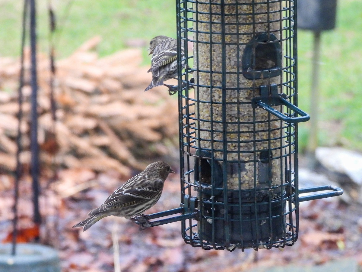 Jilguero de Los Pinos - ML652250288