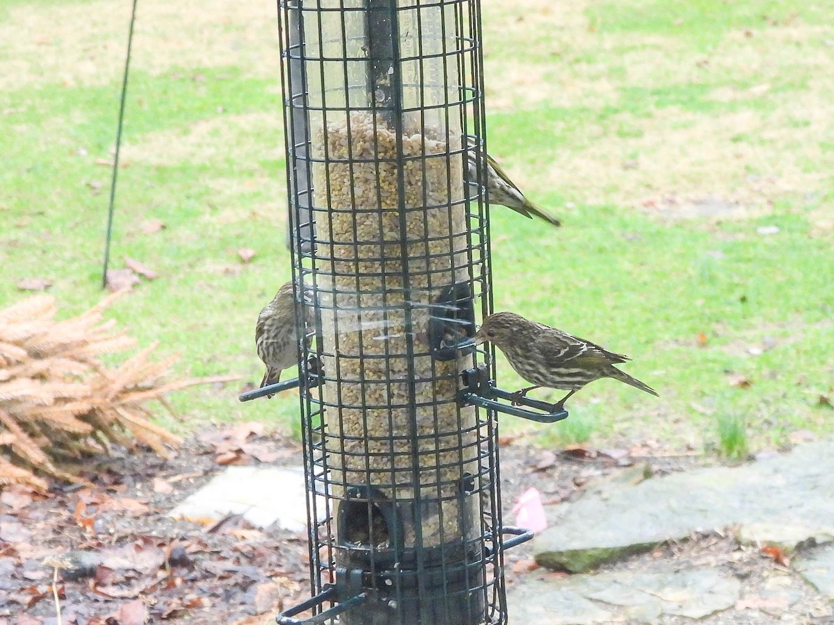 Jilguero de Los Pinos - ML652250289