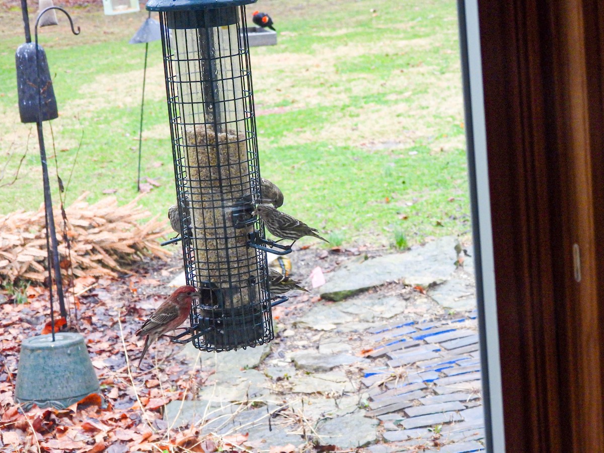 Jilguero de Los Pinos - ML652250290