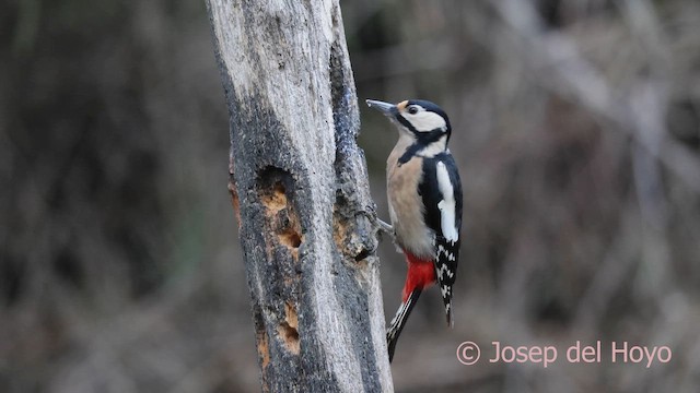 Pico Picapinos - ML652250294