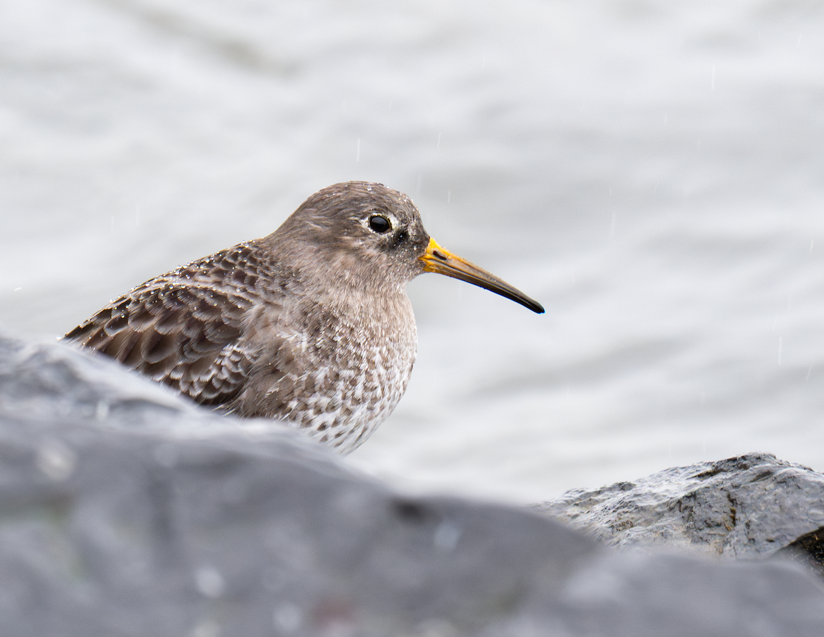 Purple Sandpiper - ML652250320