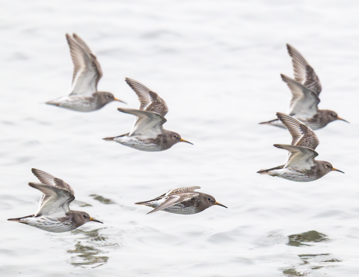 Purple Sandpiper - ML652250321