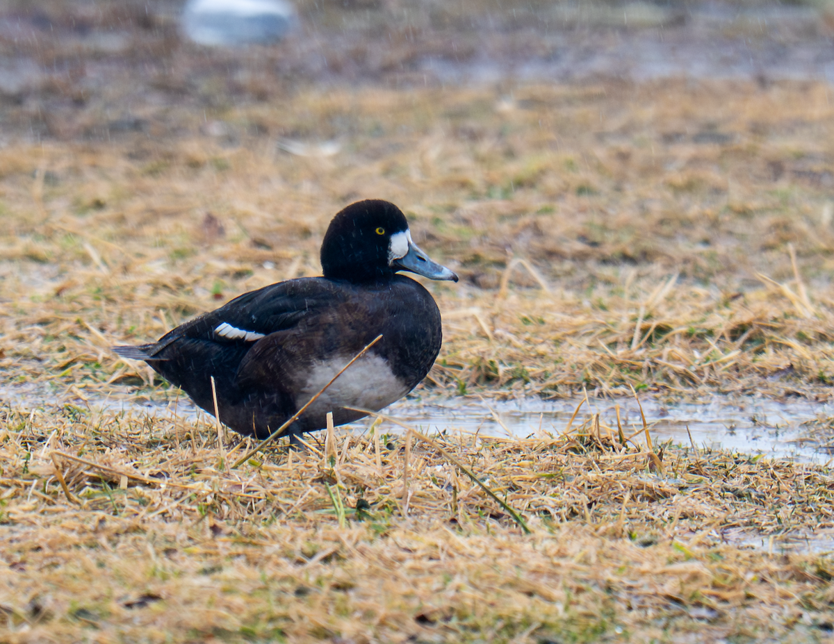 Greater Scaup - ML652250334