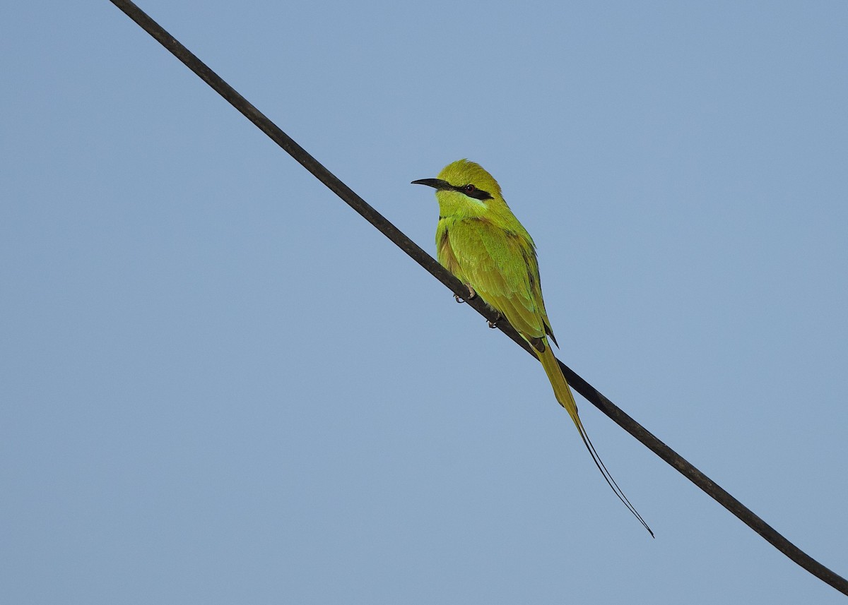 שרקרק צהוב גרון - ML652250357