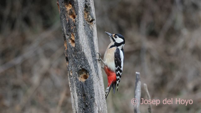 Pico Picapinos - ML652250462