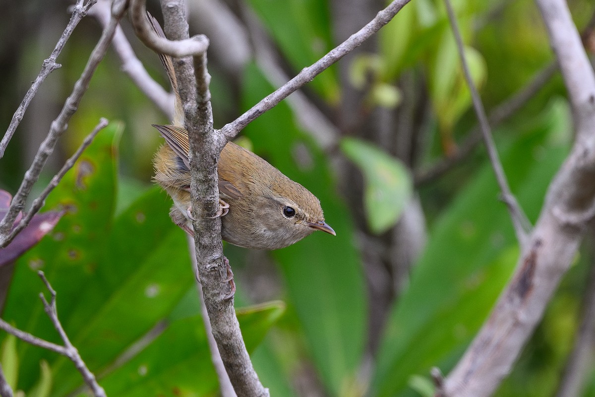 Brownish-flanked Bush Warbler - ML652250482